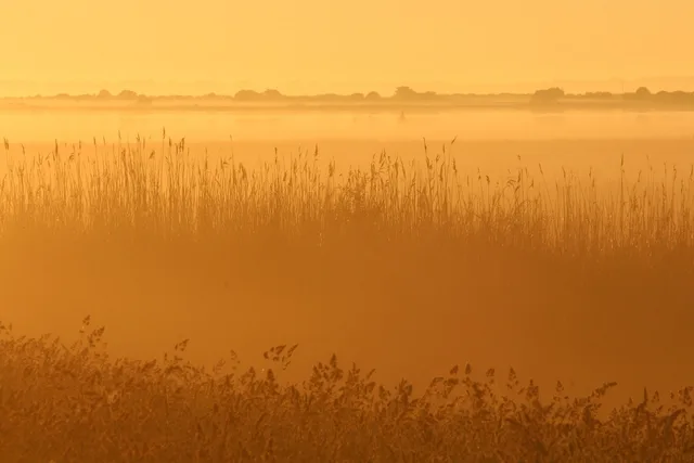 morgondimman, dimma, soluppgång, sommar, skymning, vassbälte, äng, sunrise, ljus, morning light, natur, landskap. Starta butik eller servering i kvarteret